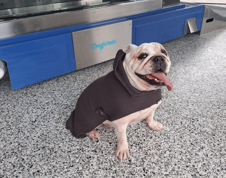 Gus (boxer) sitting in-front of the underwater treadmill wearing a Dogworx Hydrotherapy towel after his session